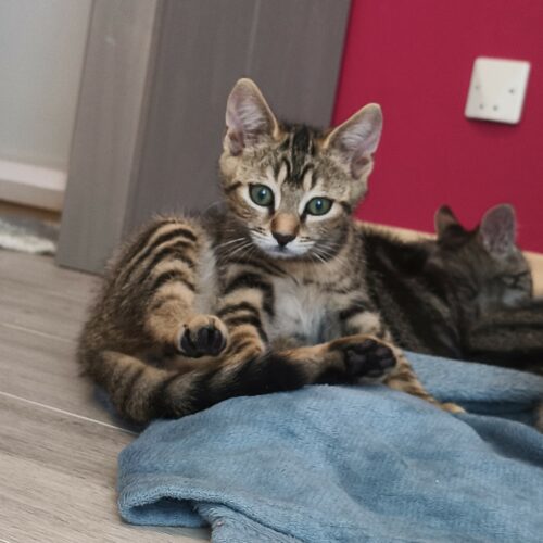 BARBICHE – chaton Réservée