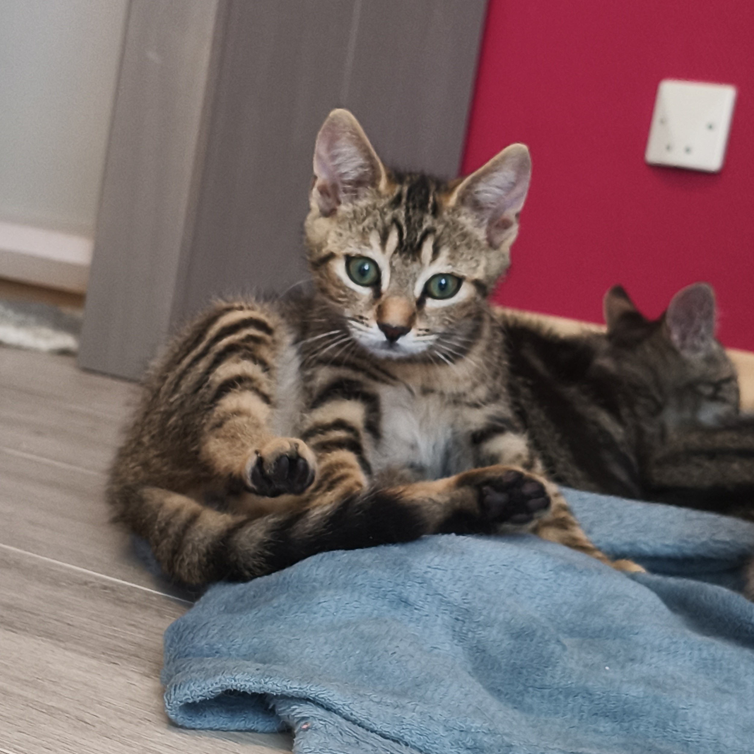 BARBICHE – chaton