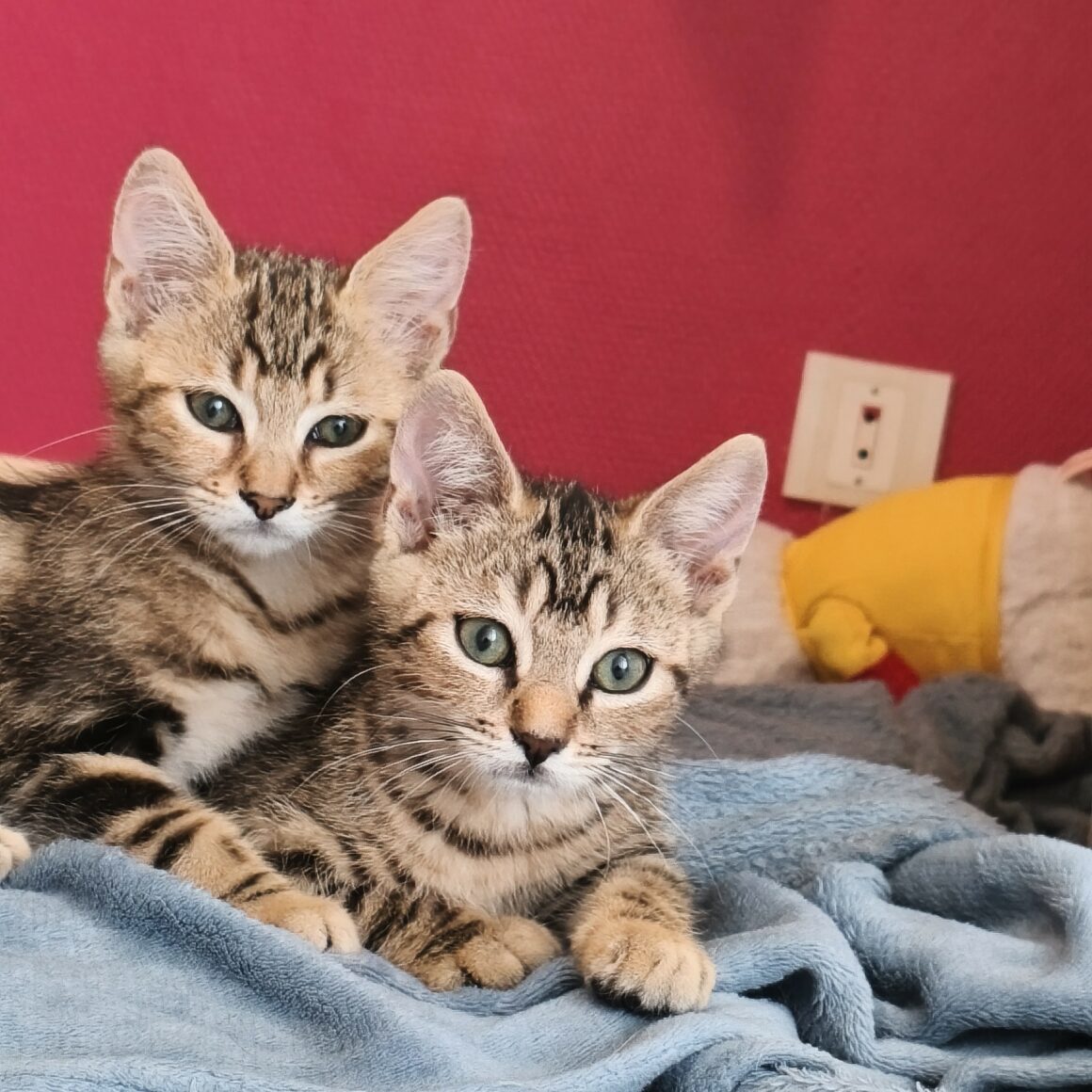 BARBICHE – chaton