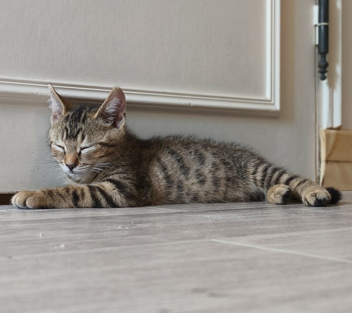 BARBICHE – chaton