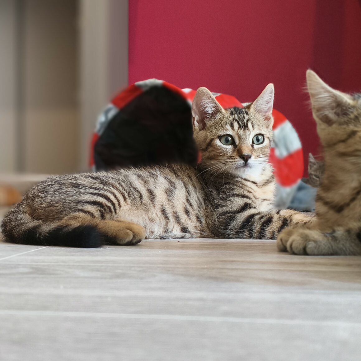BARBICHE – chaton