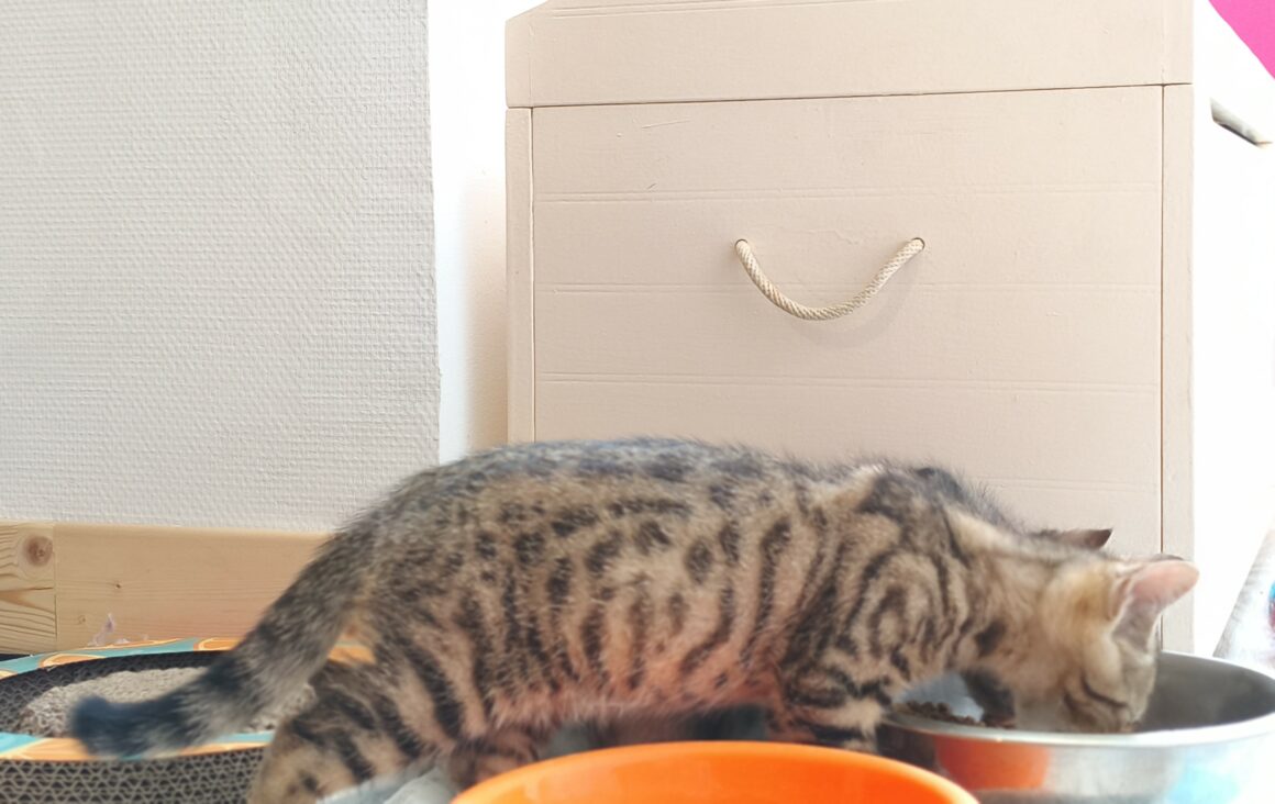 BARBICHE – chaton