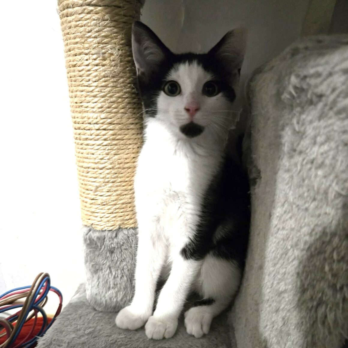 BARCARES – chaton
