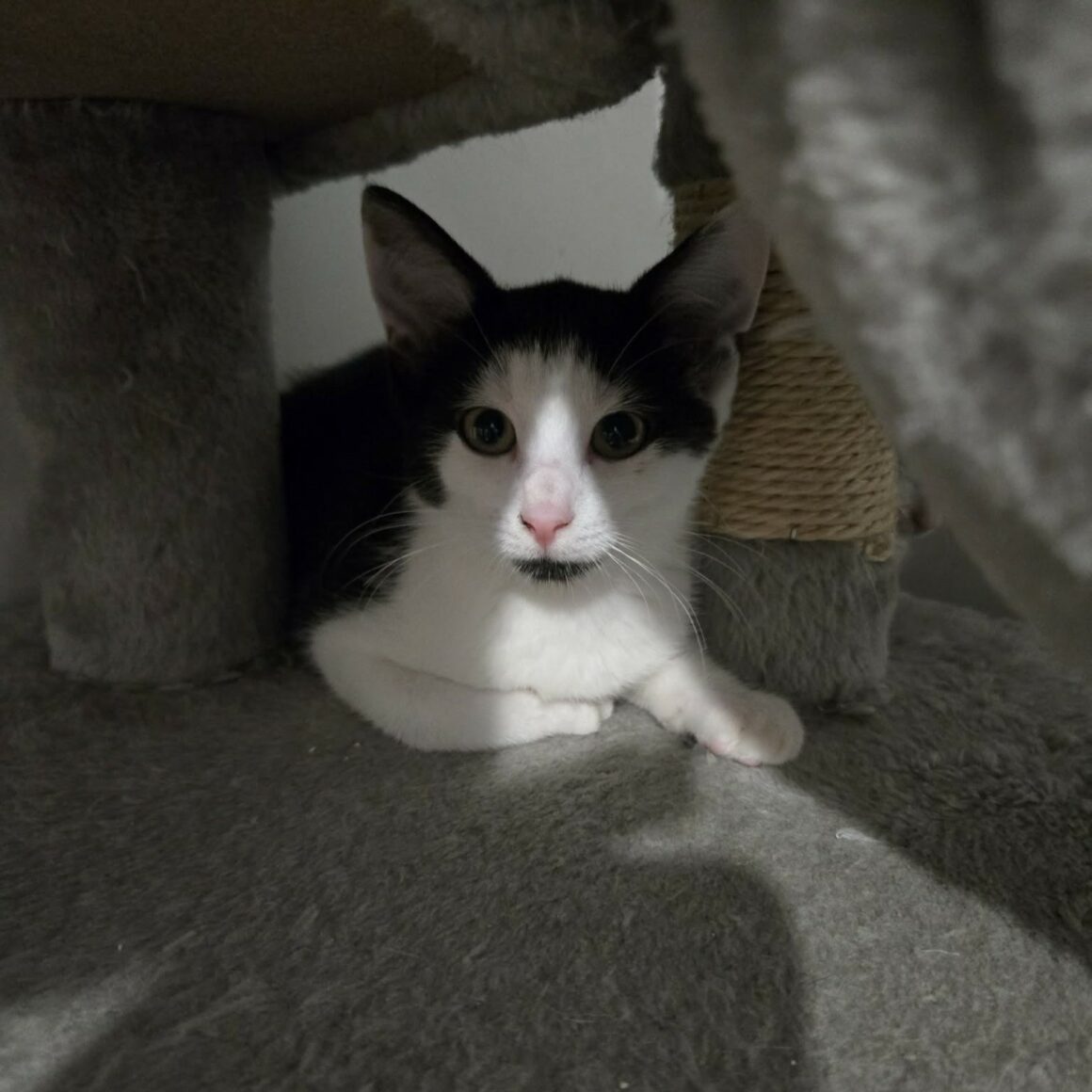 BARCARES – chaton