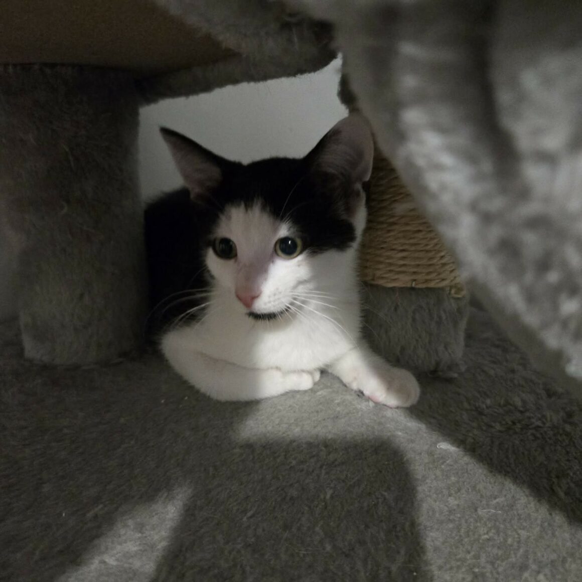 BARCARES – chaton