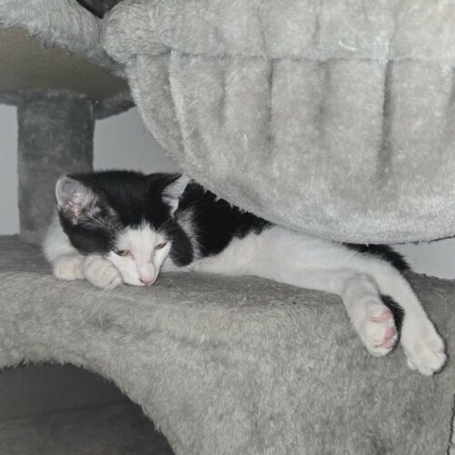 BARCARES (4) BARCARES – chaton