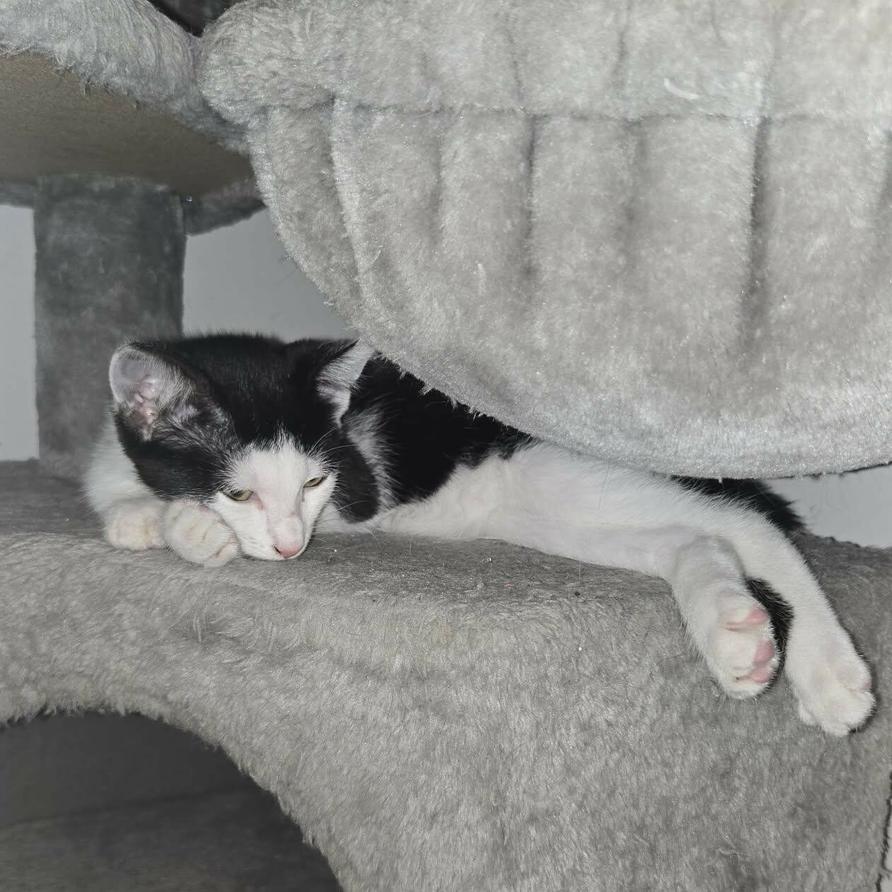 BARCARES – chaton