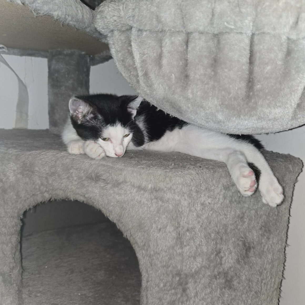 BARCARES – chaton