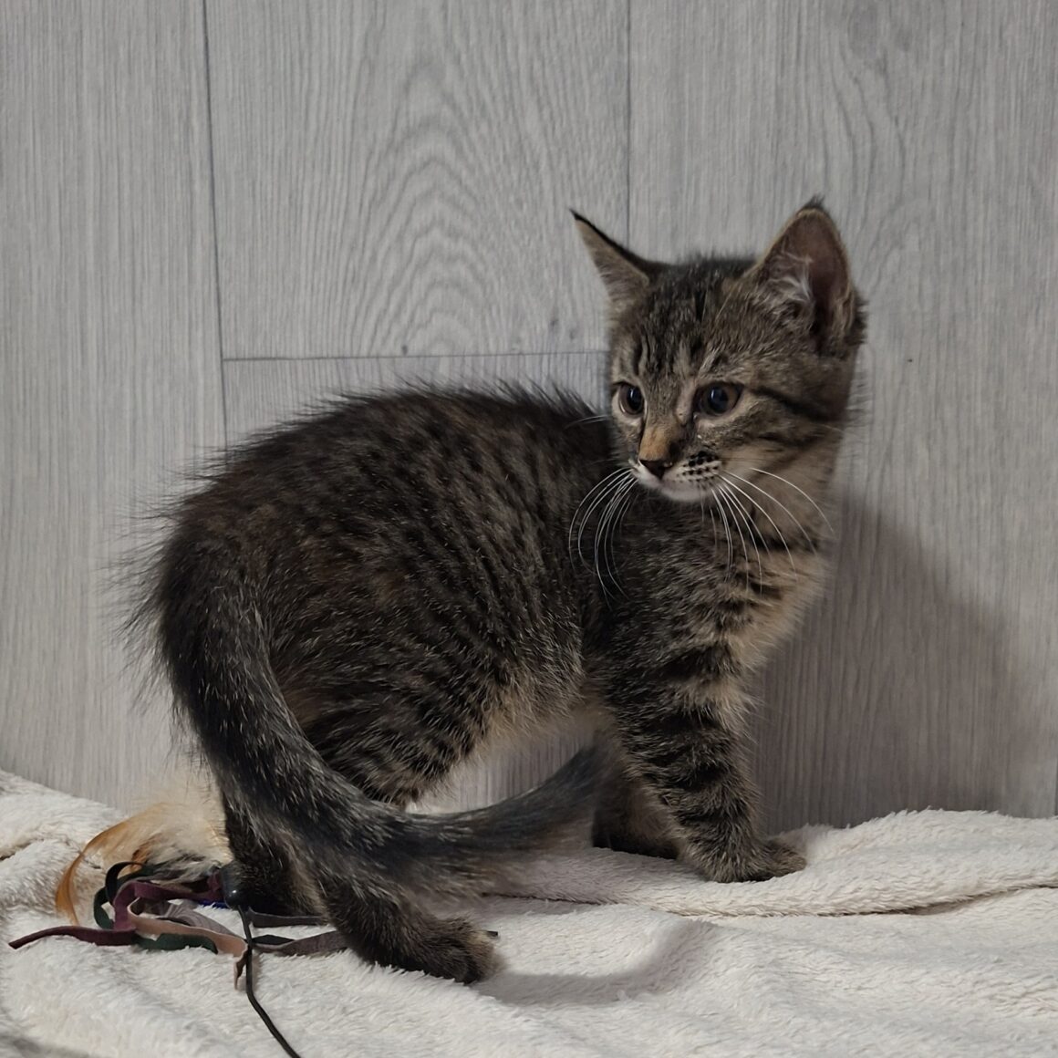BARDETTE – chaton
