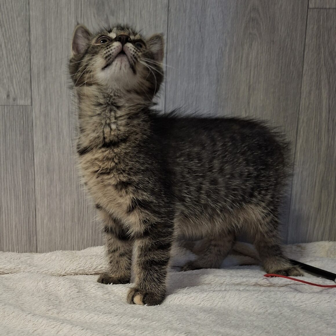 BARDETTE – chaton