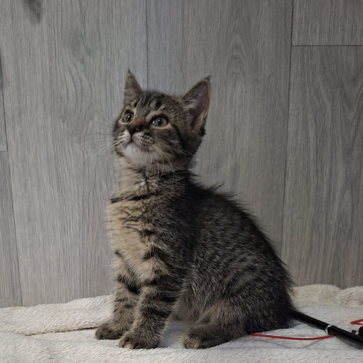 BARDETTE – chaton adoptée