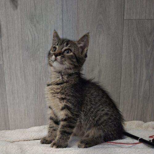 BARDETTE – chaton