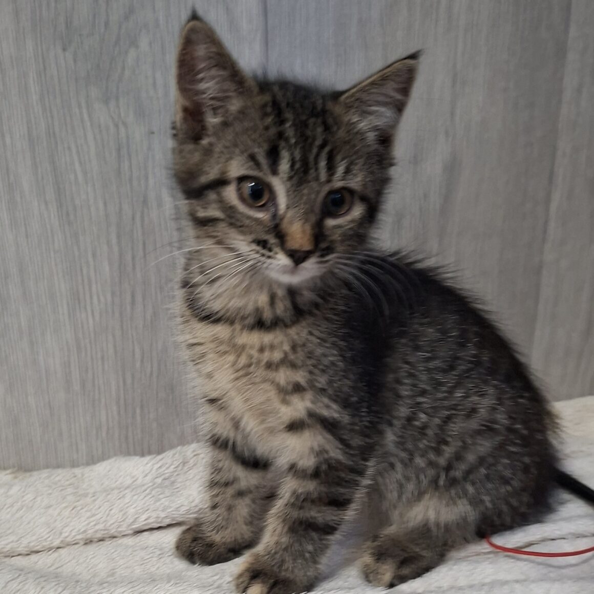 BARDETTE – chaton