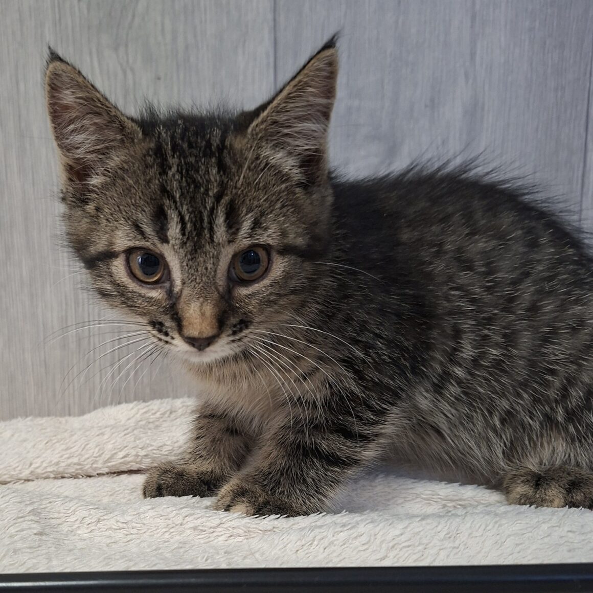 BARDETTE – chaton
