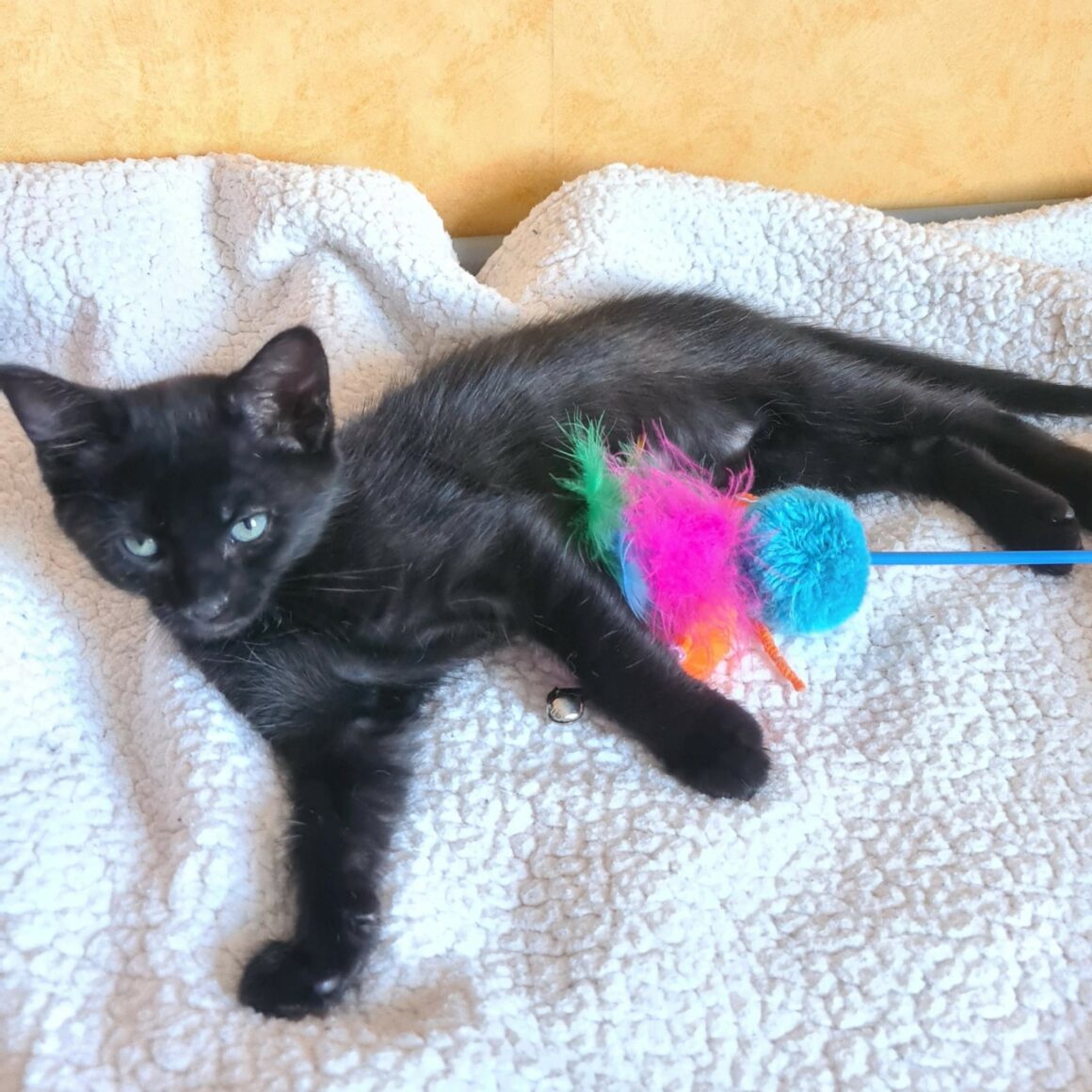 BAROUDEUSE – Chaton
