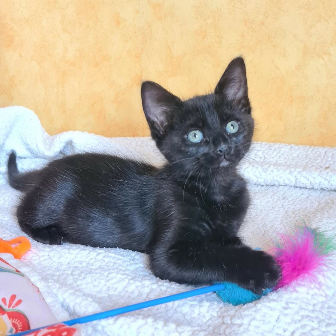 BAROUDEUSE (2) BAROUDEUSE – Chaton adoptée