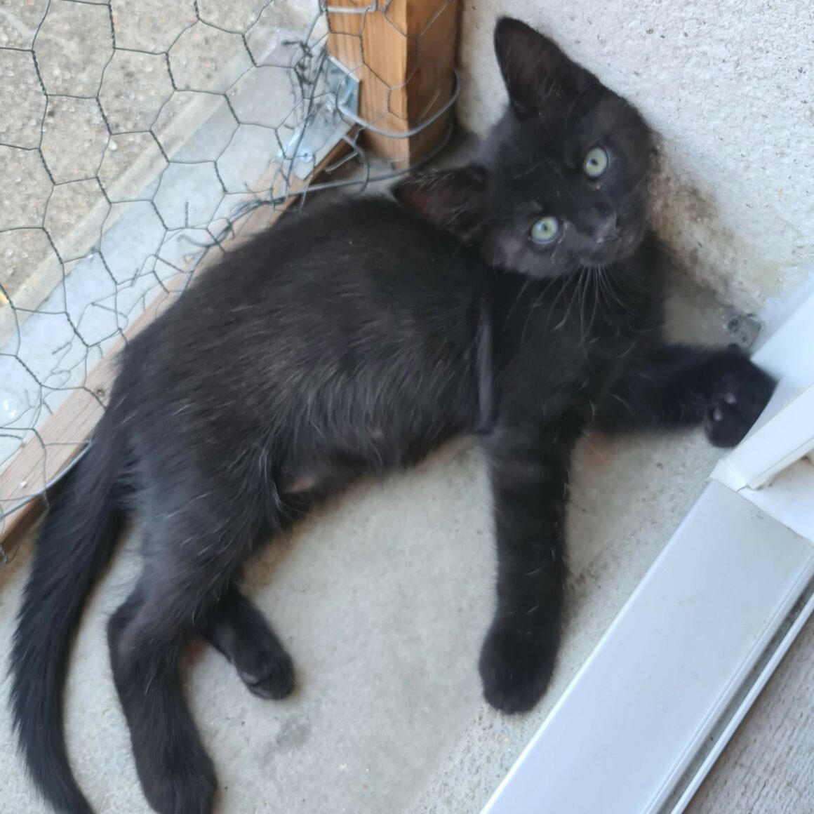 BAROUDEUSE – Chaton