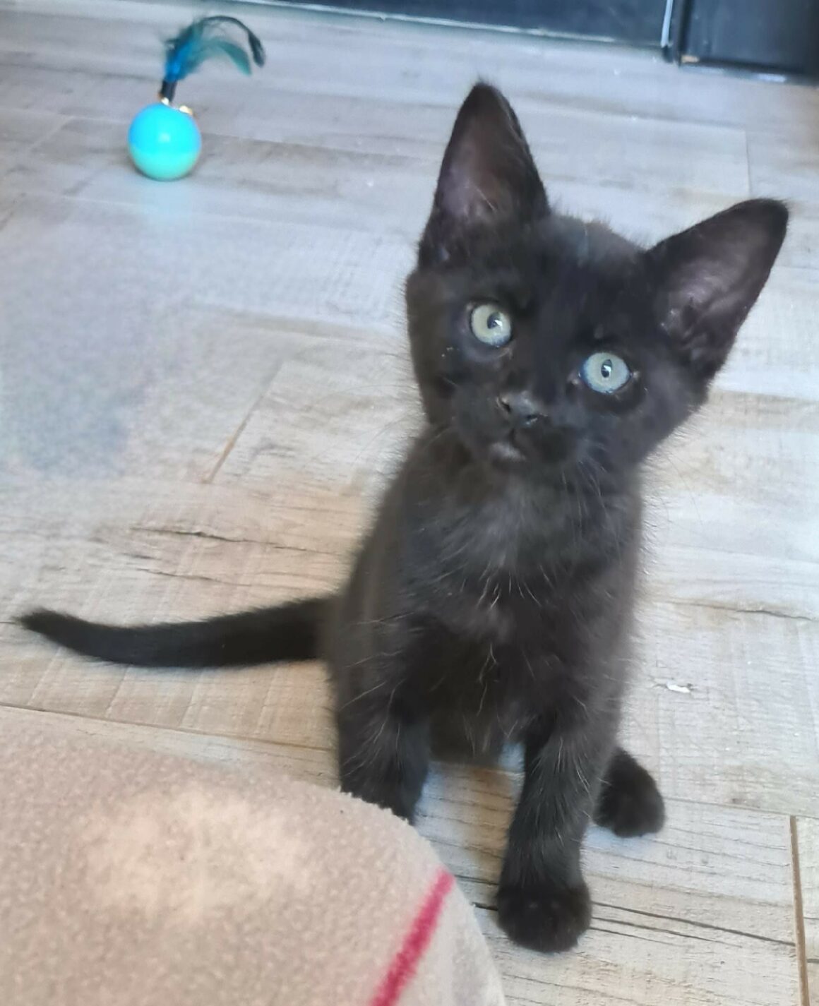 BAROUDEUSE – Chaton