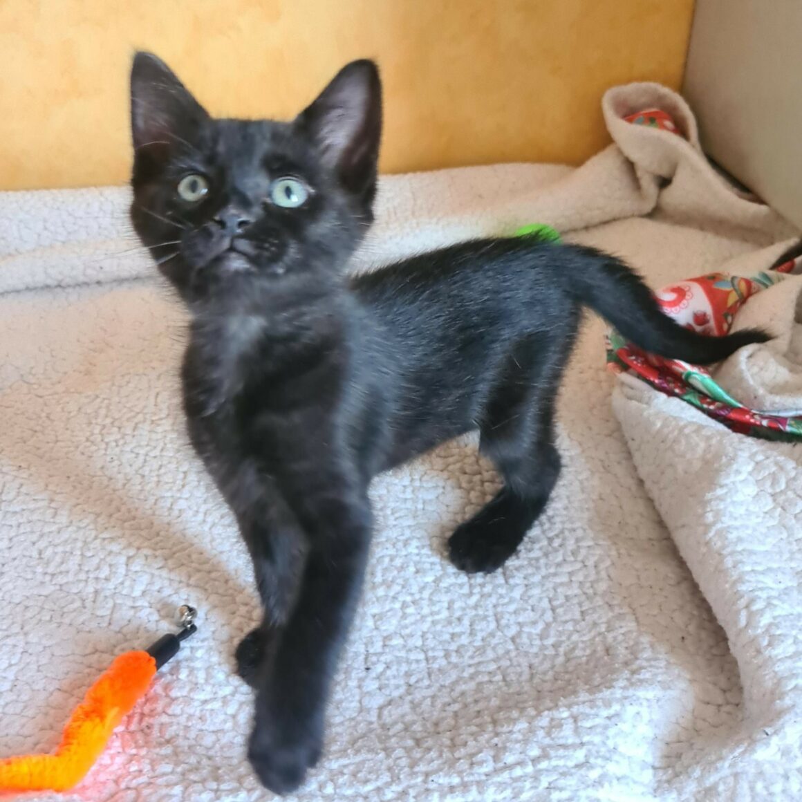 BAROUDEUSE – Chaton