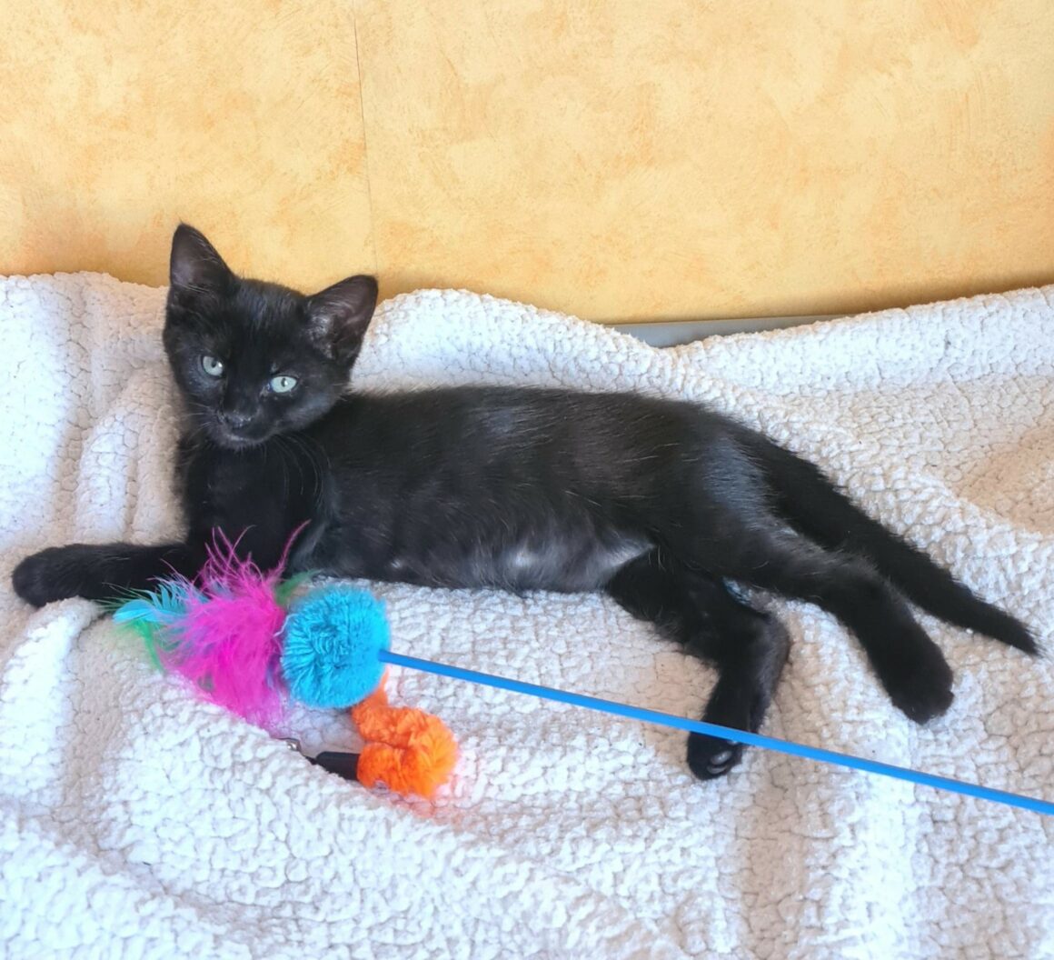 BAROUDEUSE – Chaton