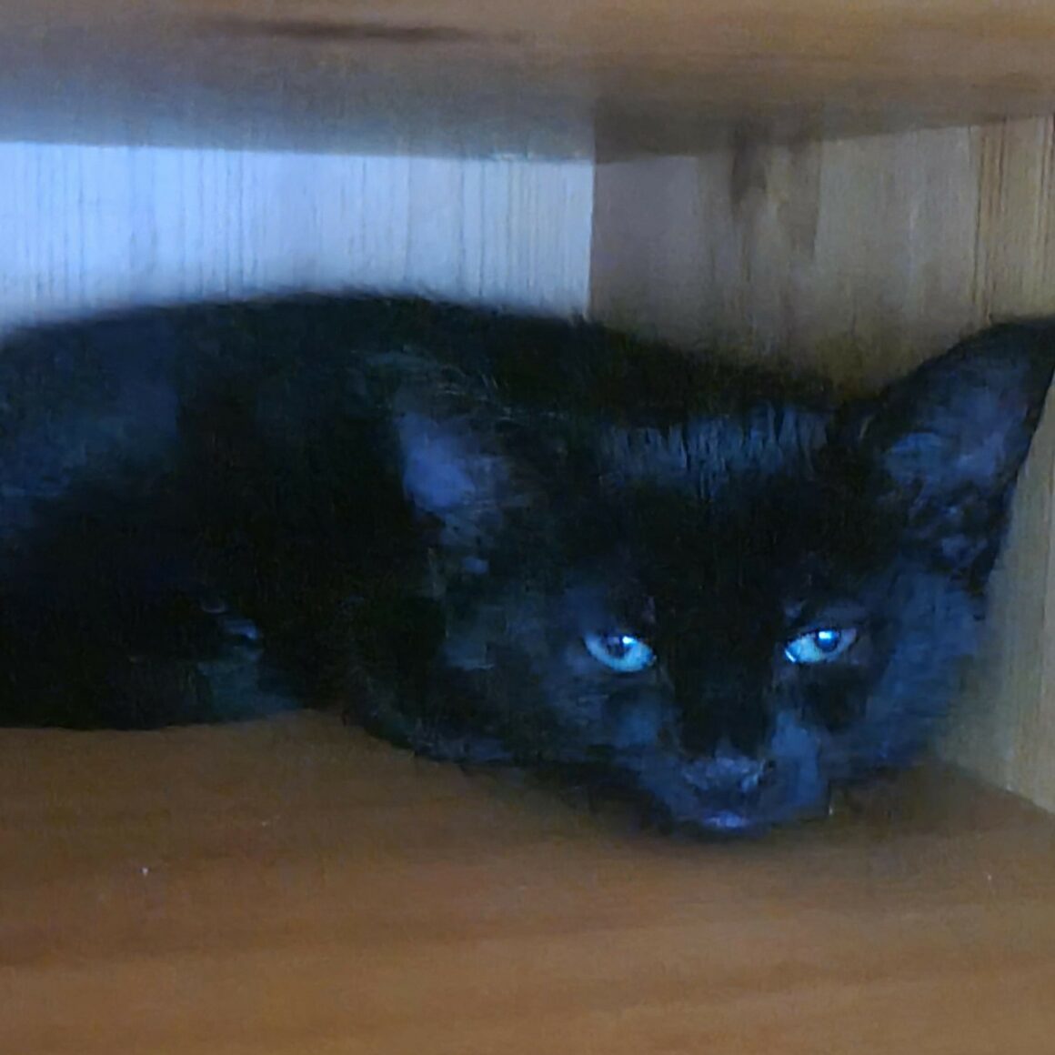 BAROUDEUSE – Chaton