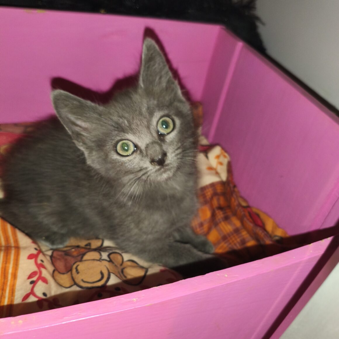 BASILIC – chaton adopté