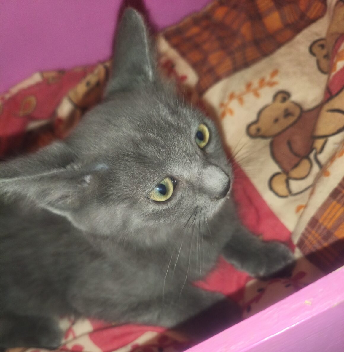 BASILIC – chaton