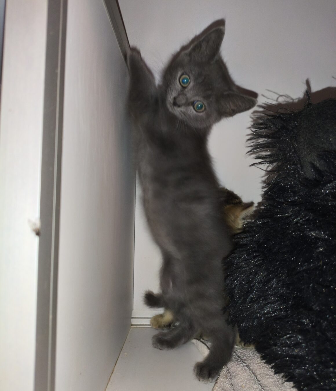 BASILIC – chaton