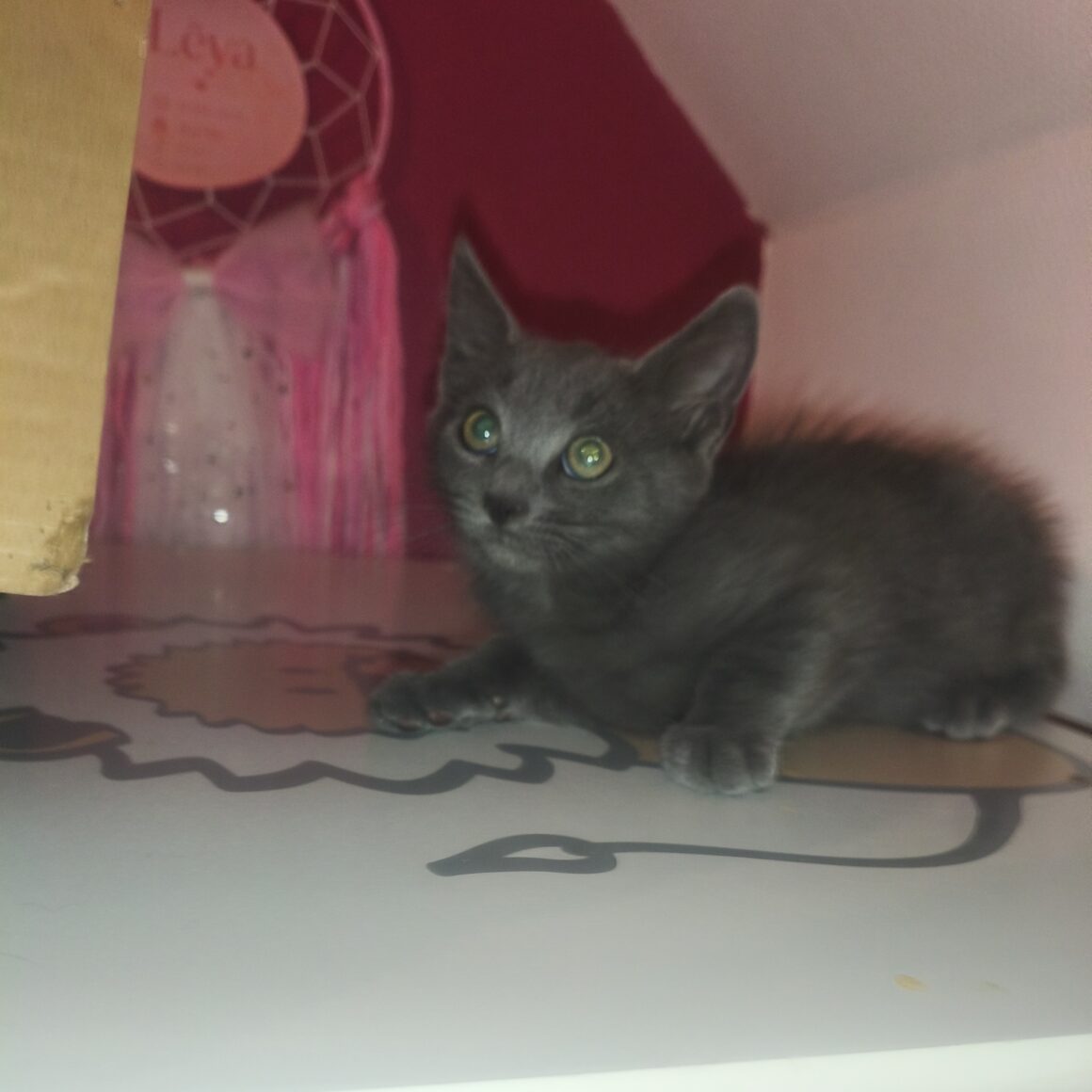 BASILIC – chaton