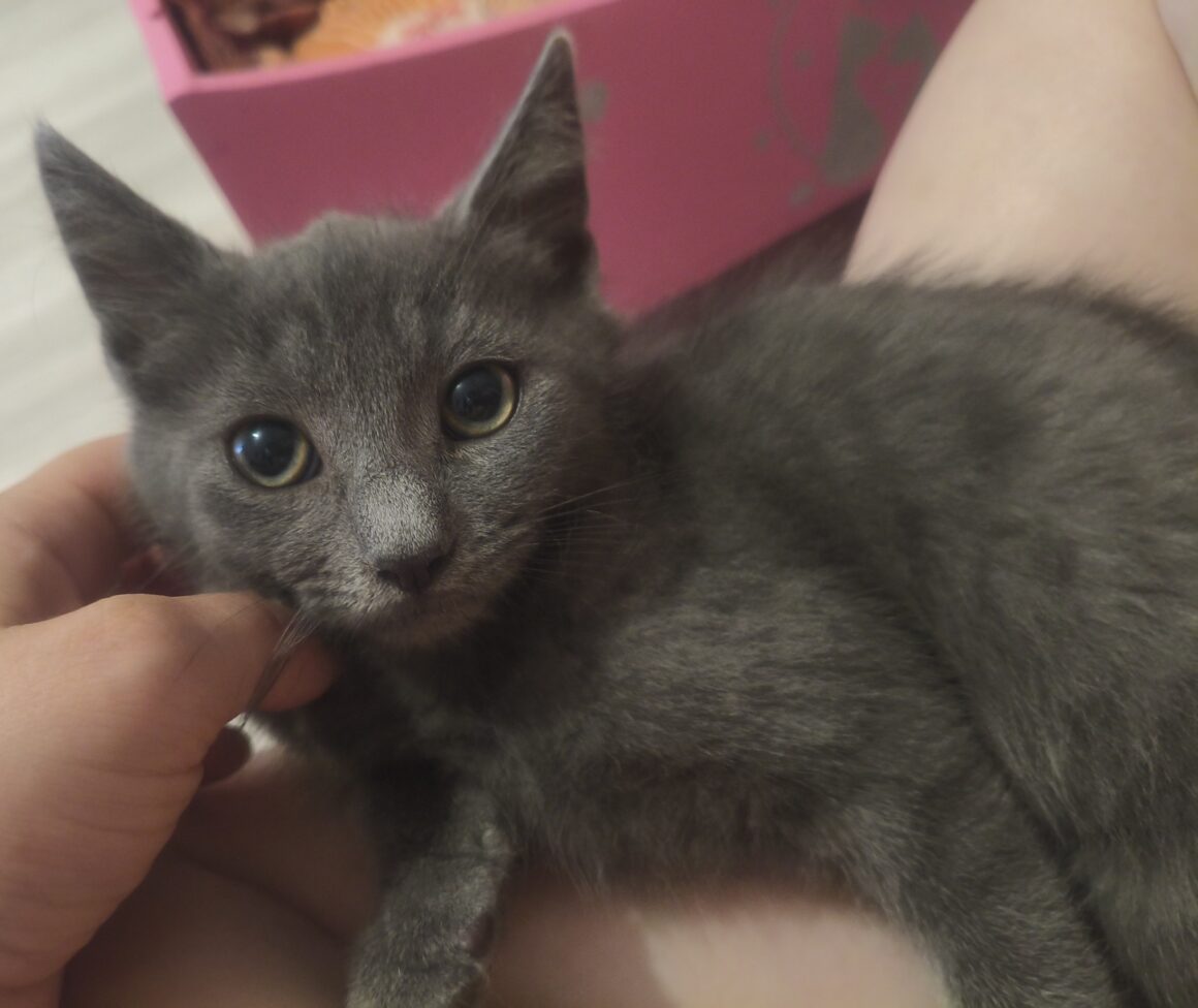 BASILIC – chaton