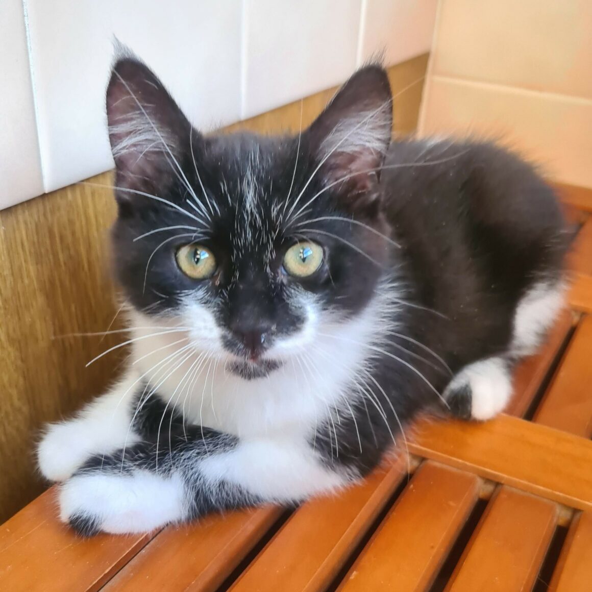 BATMAN – chaton