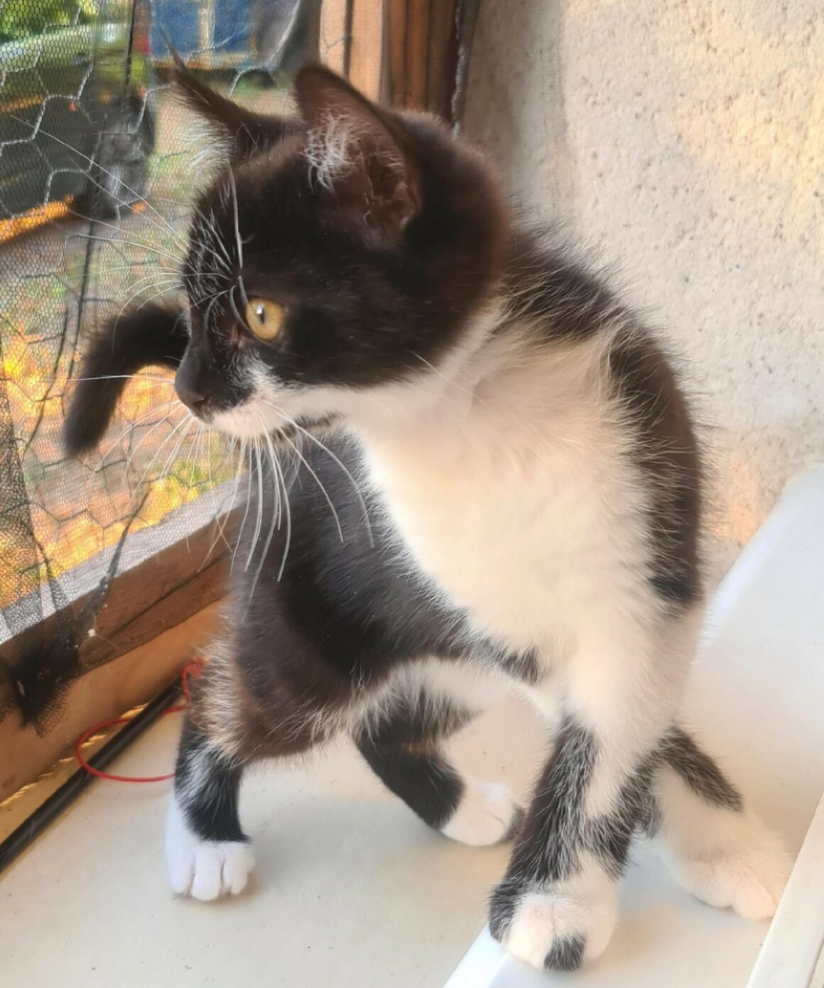 BATMAN – chaton