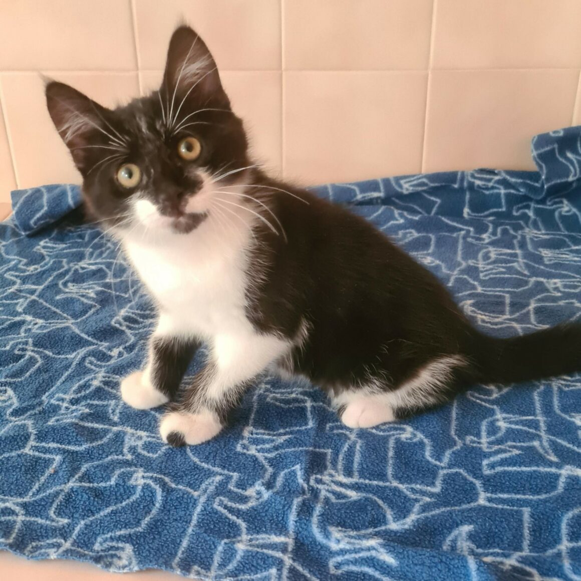 BATMAN – chaton adopté