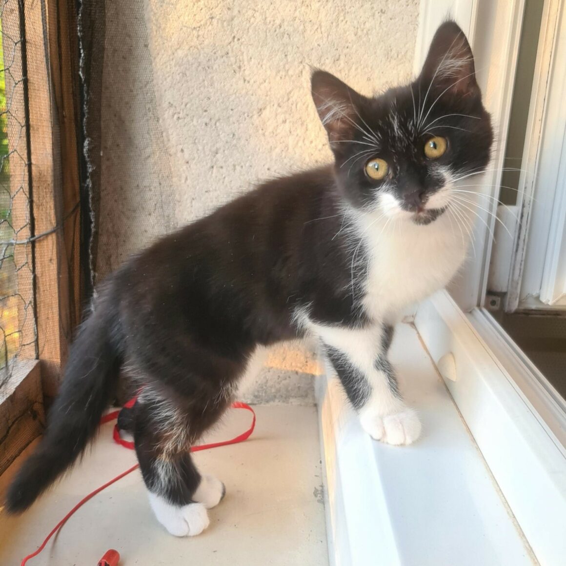 BATMAN – chaton