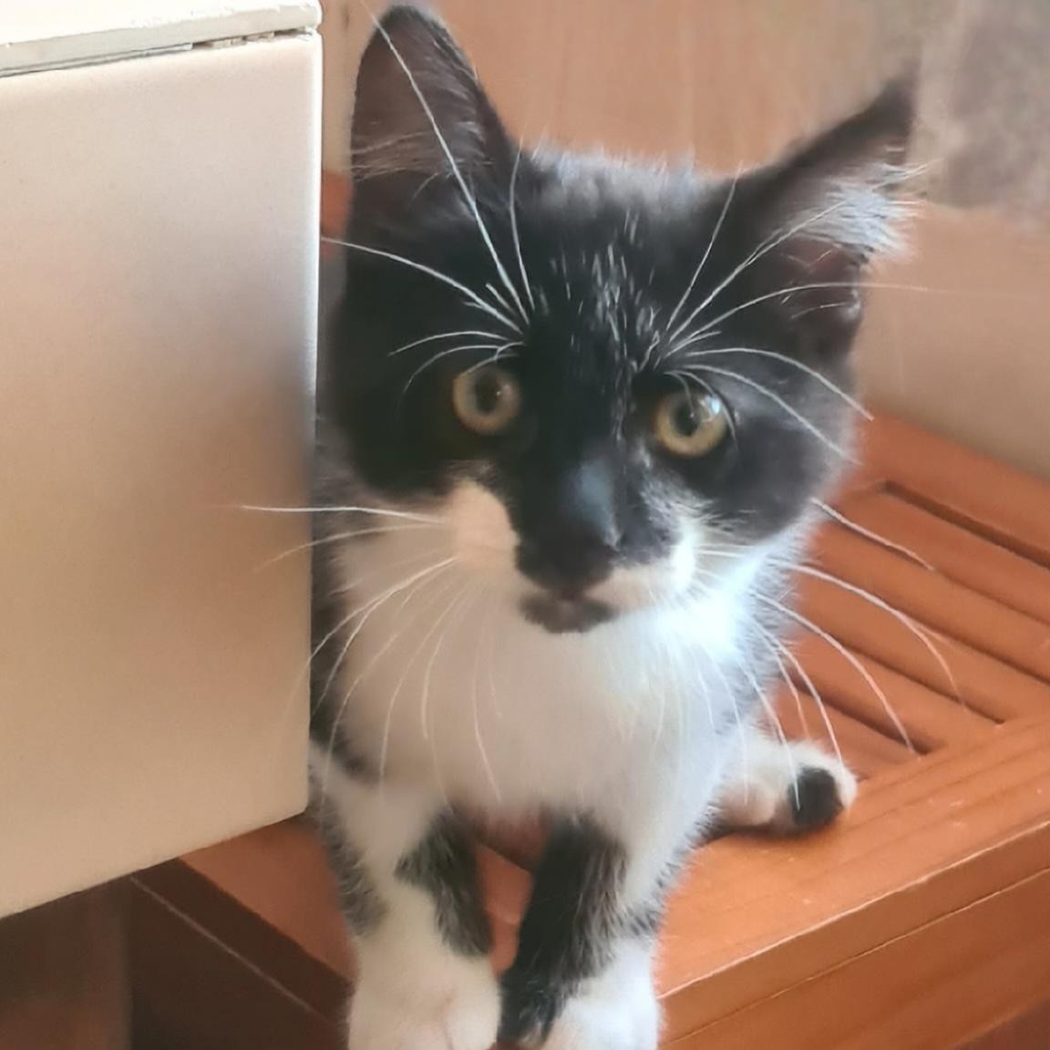 BATMAN – chaton