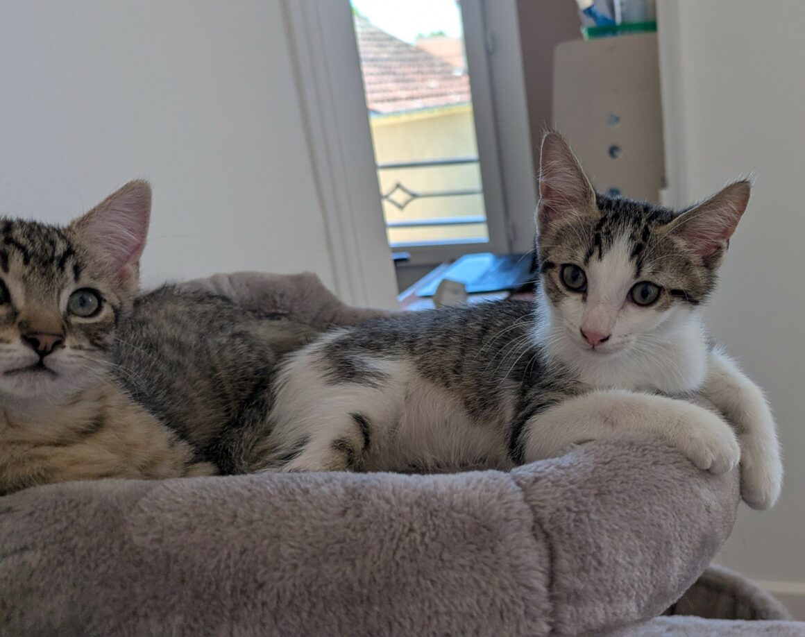 BEBECAILLE – chaton