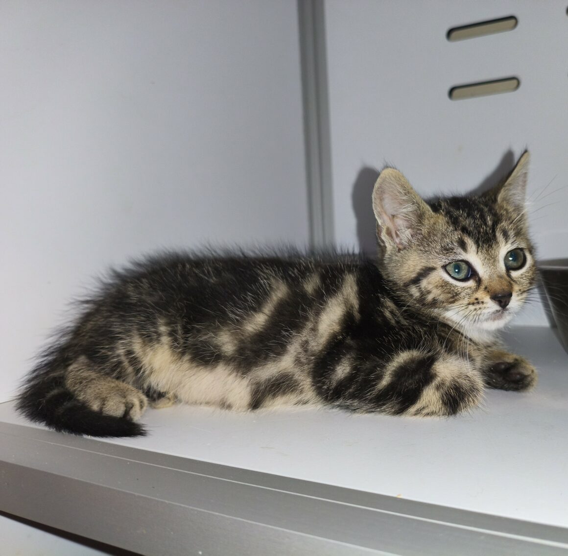BERCE – chaton