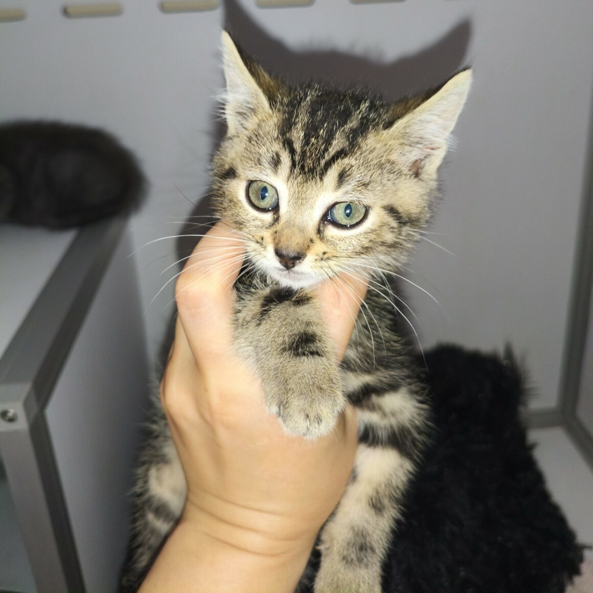 BERCE – chaton