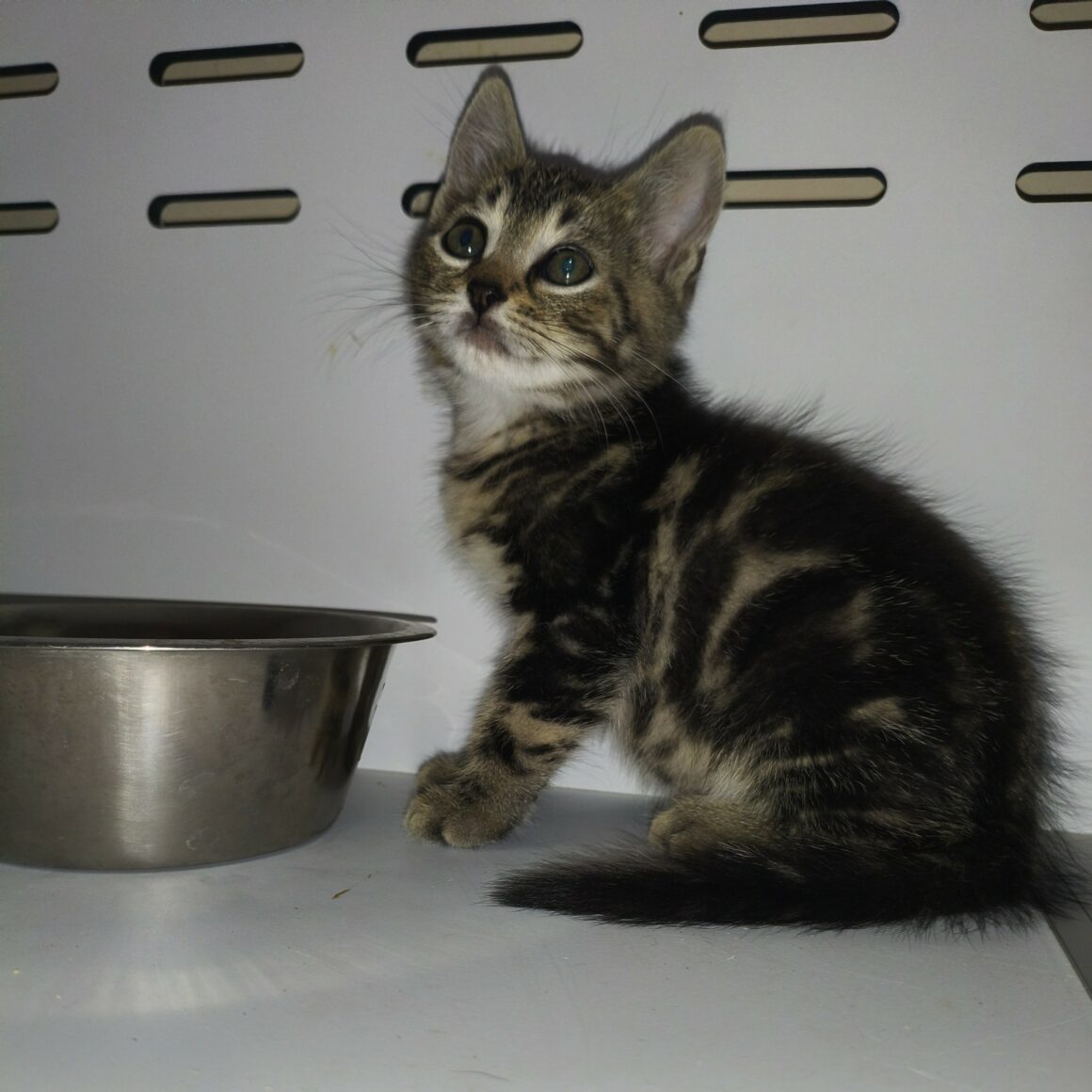 BERCE – chaton