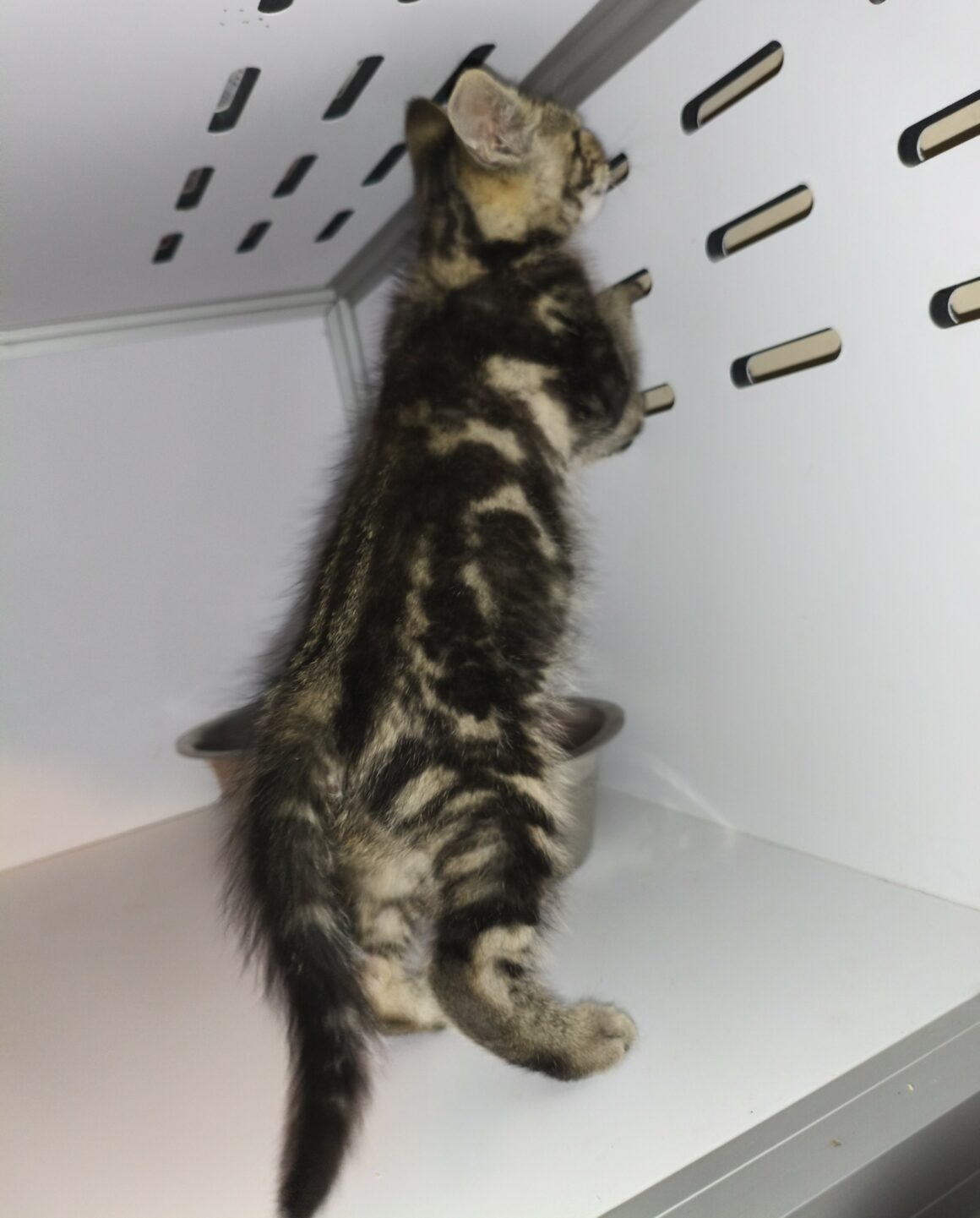 BERCE – chaton