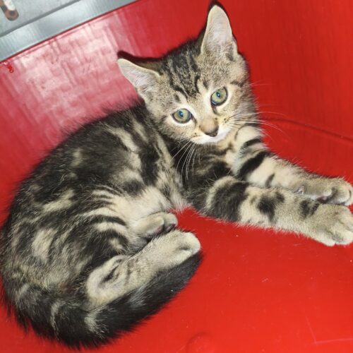 BERCE (5) BERCE – chaton