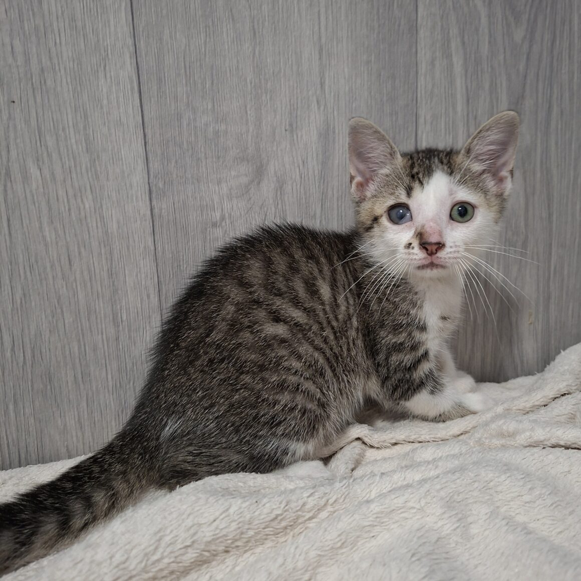 BERLINE – chaton