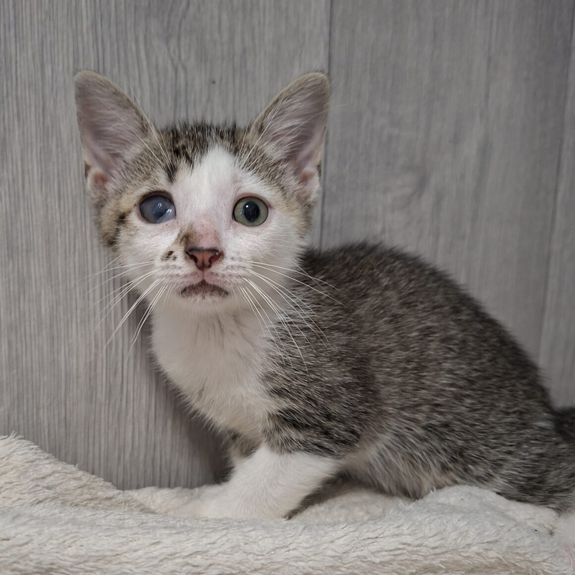 BERLINE – chaton