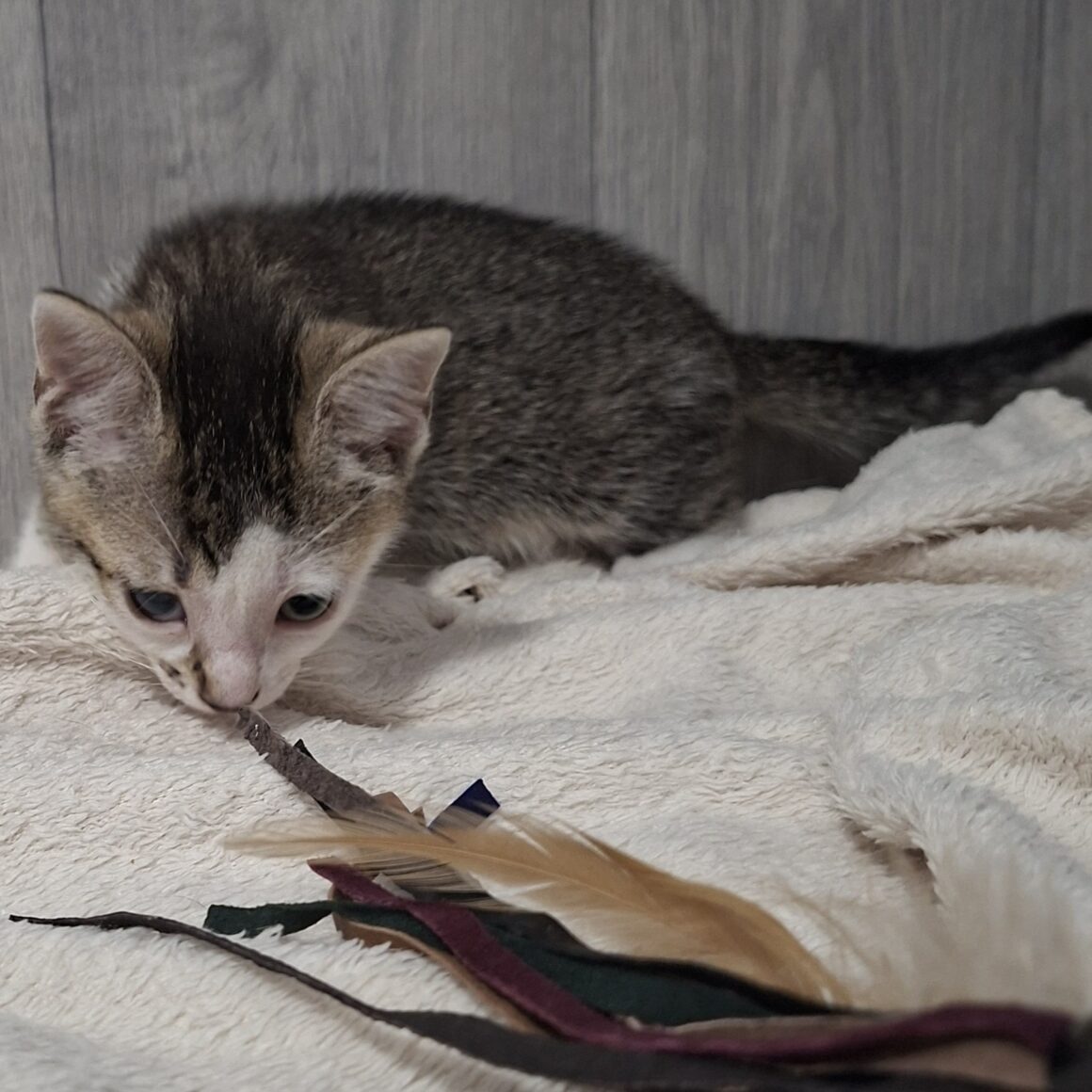 BERLINE – chaton