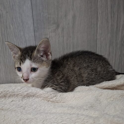 BERLINE (4) BERLINE – chaton