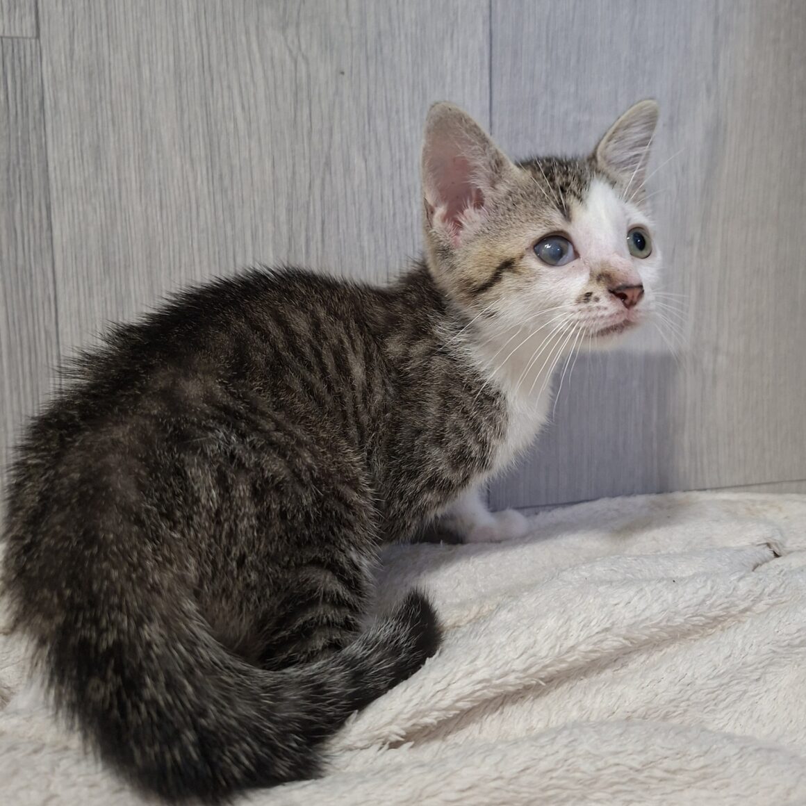 BERLINE – chaton