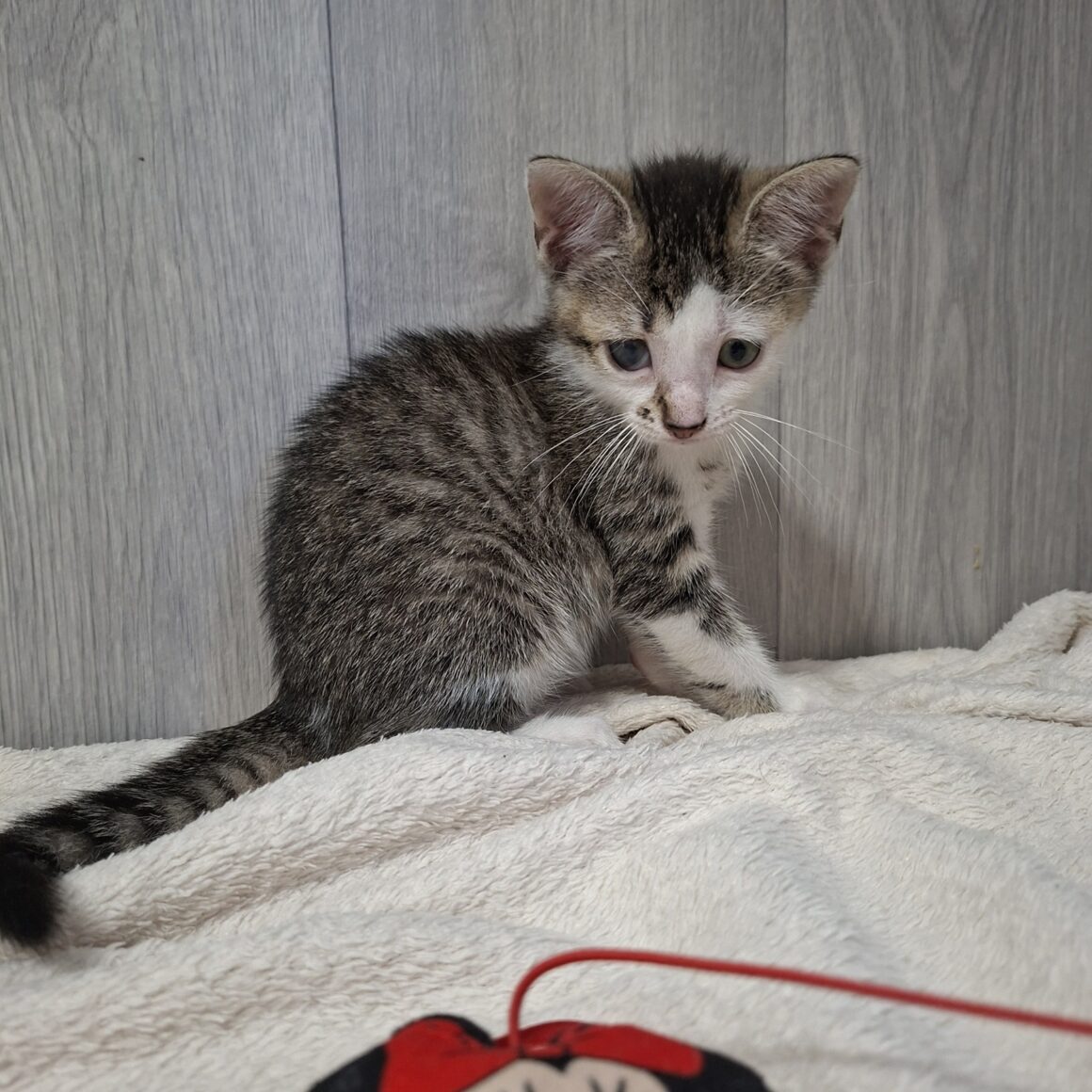 BERLINE – chaton