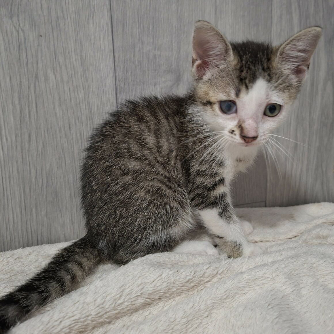 BERLINE – chaton