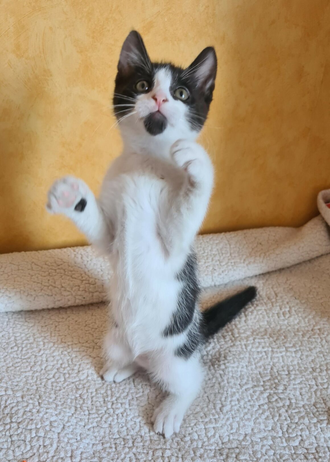 BERLIOZ – chaton