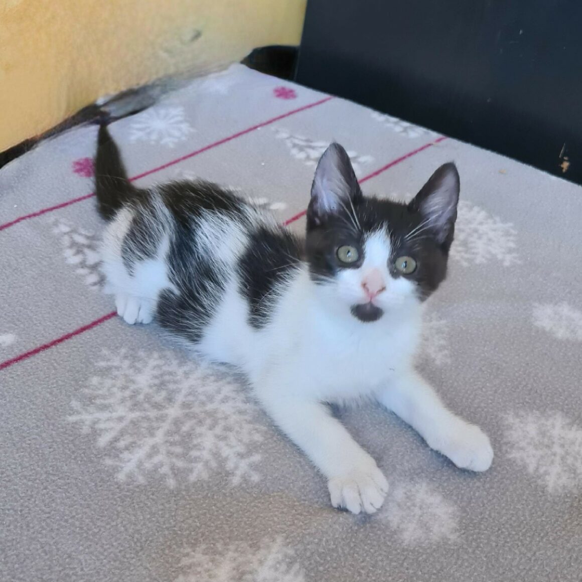 BERLIOZ – chaton
